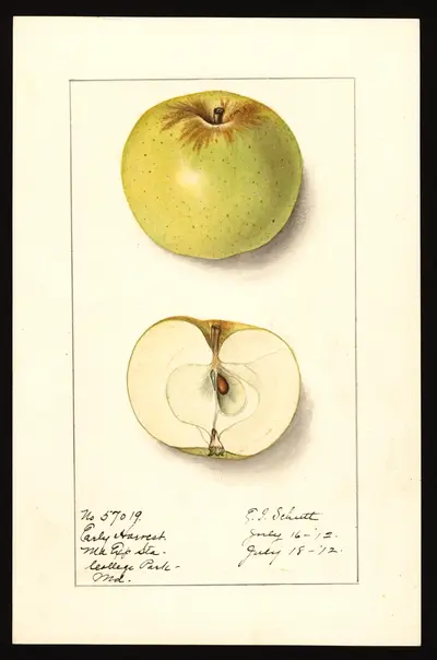 USDA watercolor illustration of Early Harvest