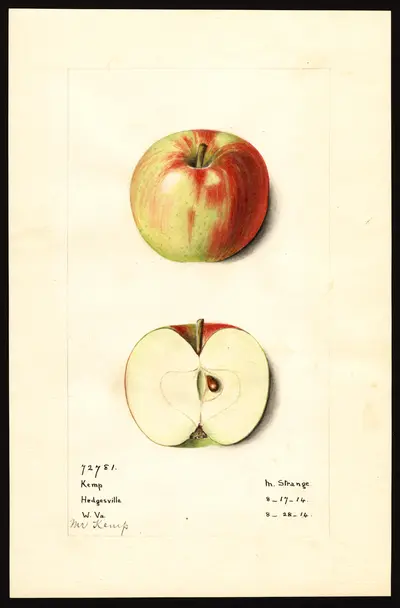 Watercolor of Kemp