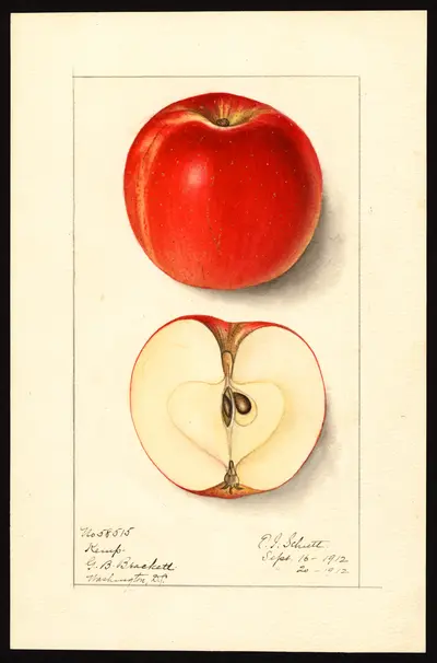 USDA watercolor illustration of Kemp