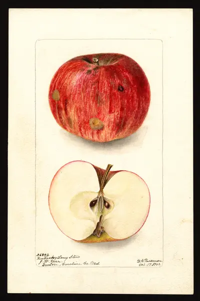 USDA watercolor illustration of Kentucky Long Stem