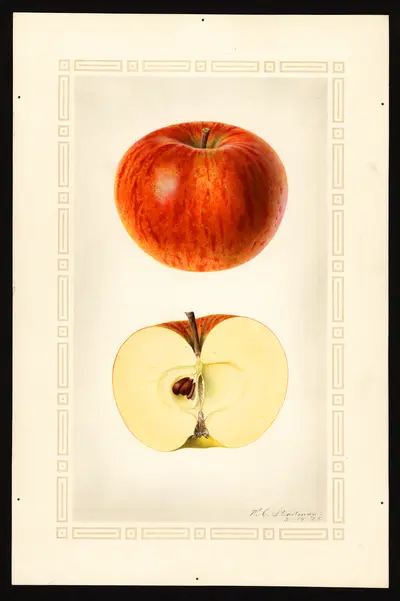 Watercolor of Kentucky Long Stem