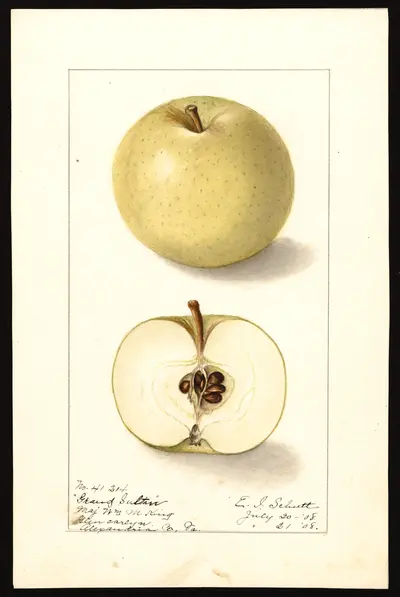 USDA watercolor illustration of Vineuse Rouge