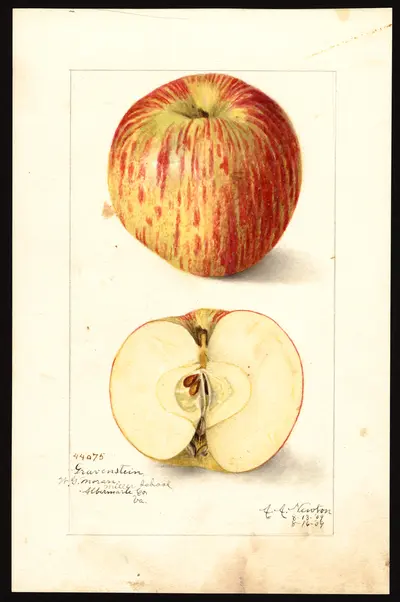 USDA watercolor illustration of Gravenstein