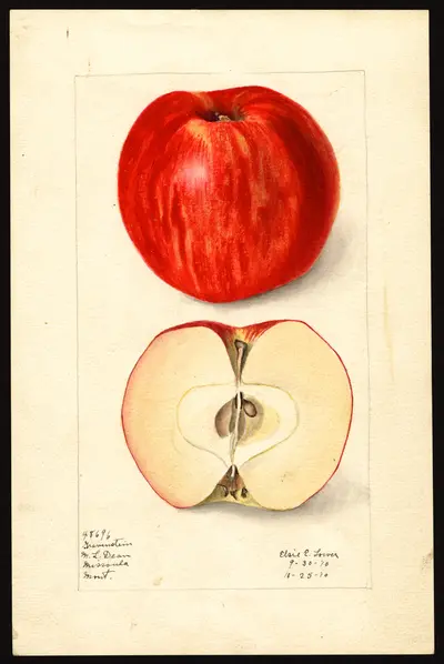USDA watercolor illustration of Gravenstein
