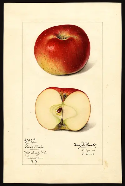 Watercolor of Great Barbe