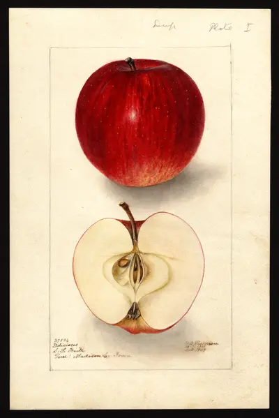 USDA watercolor illustration of DELICIOUS