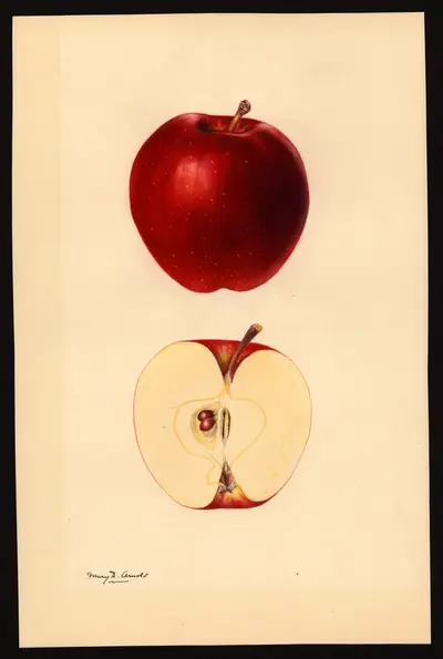 USDA watercolor illustration of DELICIOUS