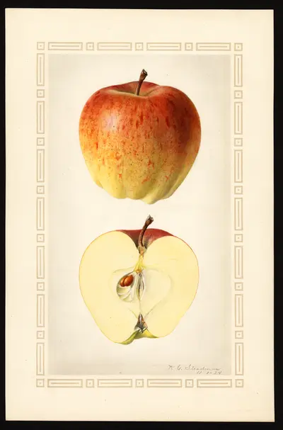 USDA watercolor illustration of DELICIOUS