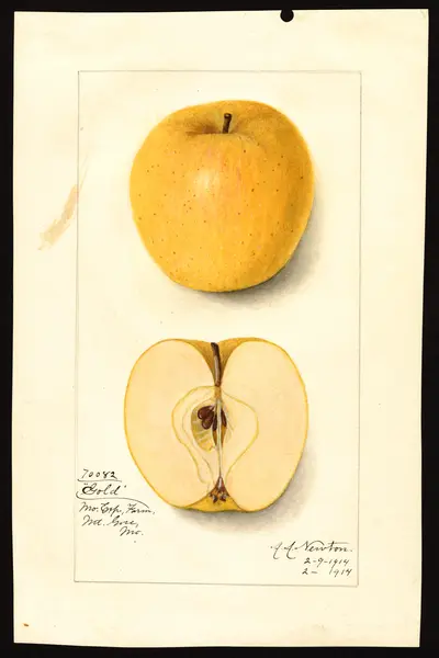 Watercolor of Gold