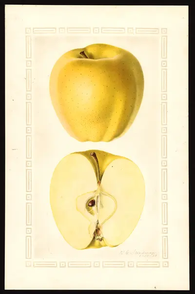 Watercolor of Golden Delicious