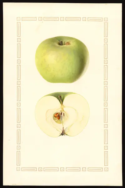 USDA watercolor illustration of Golden Noble