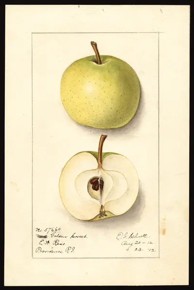 USDA watercolor illustration of Golden Sweet