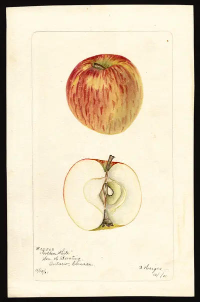 Watercolor of Golden White