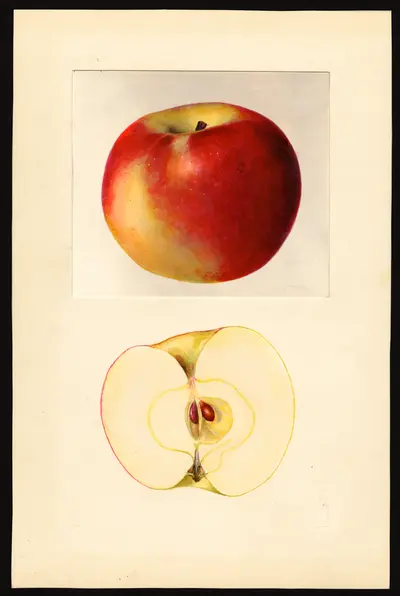 USDA watercolor illustration of Golden Winesap