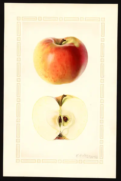 USDA watercolor illustration of Golden Winesap