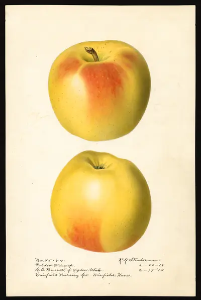 USDA watercolor illustration of Golden Winesap