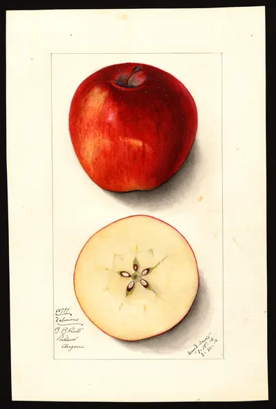 USDA watercolor illustration of DELICIOUS