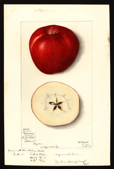USDA watercolor illustration of DELICIOUS