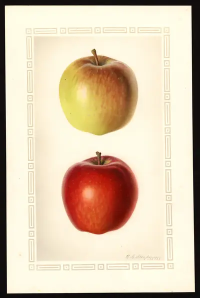USDA watercolor illustration of DELICIOUS