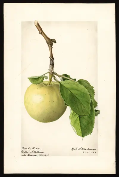 USDA watercolor illustration of Early Ripe