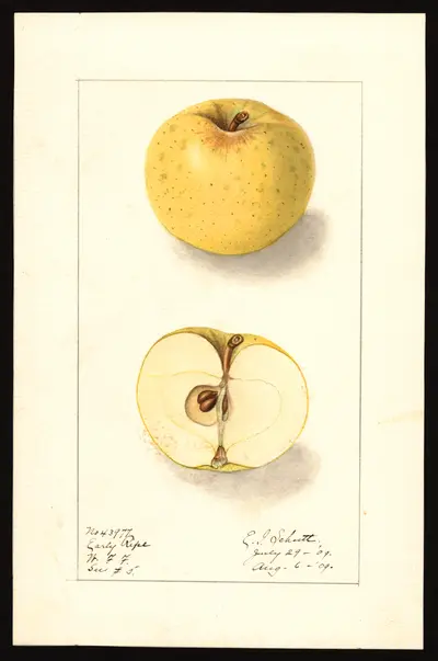 USDA watercolor illustration of Early Ripe
