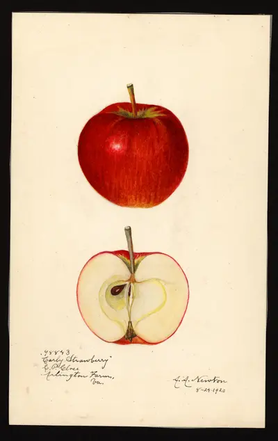 Watercolor of Early Strawberry