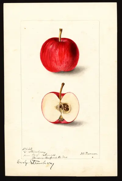 USDA watercolor illustration of Early Strawberry