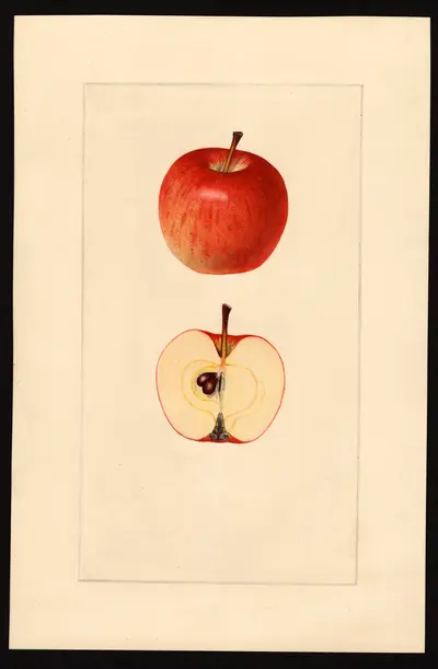 USDA watercolor illustration of Early Strawberry