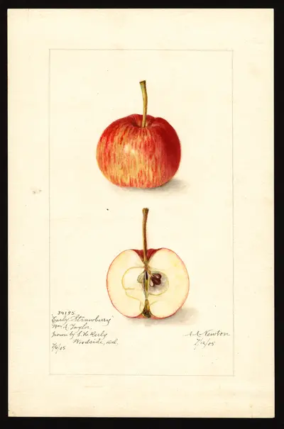 USDA watercolor illustration of Early Strawberry