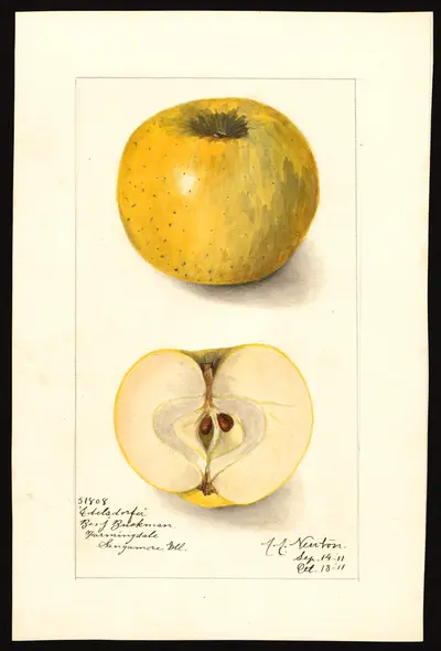 Watercolor of Edelsdorfer