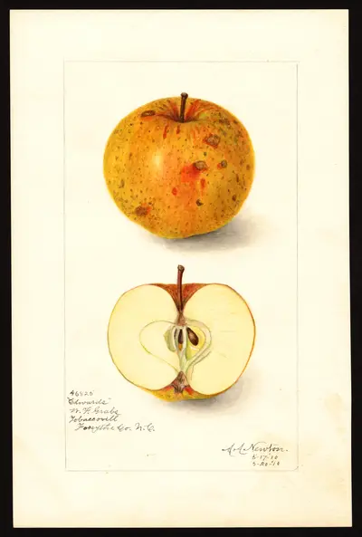 Watercolor of Edwards