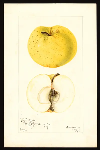 Watercolor of Elgin Pippin