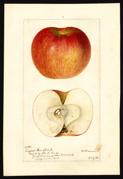 USDA watercolor illustration of Domine