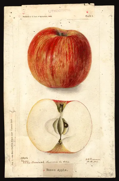 USDA watercolor illustration of Ensee