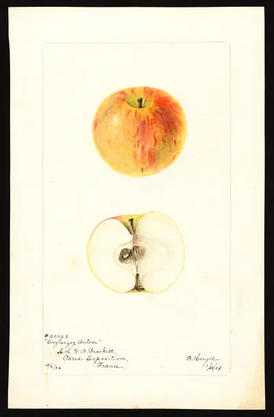 Watercolor of Archiduc Antoine