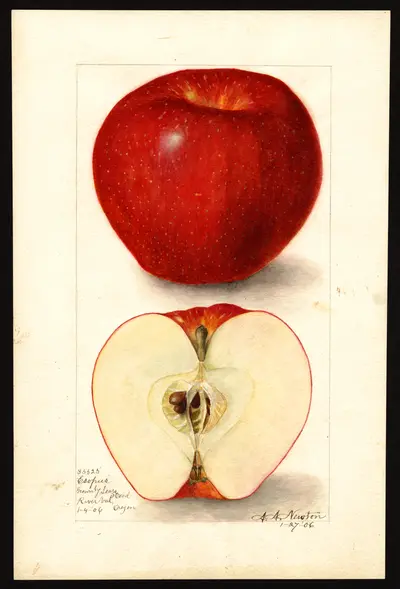 USDA watercolor illustration of Esopus Spitzenberg
