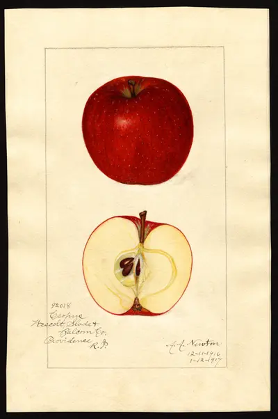 USDA watercolor illustration of Esopus Spitzenberg