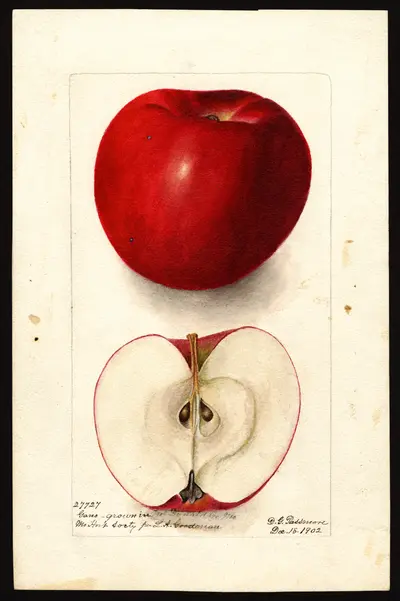 USDA watercolor illustration of Gano