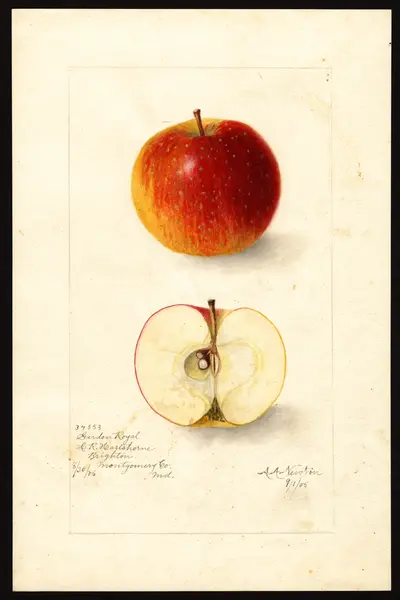 Watercolor of Garden Royal