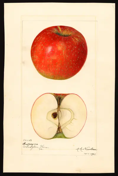 Watercolor of Gascoyne Scarlet