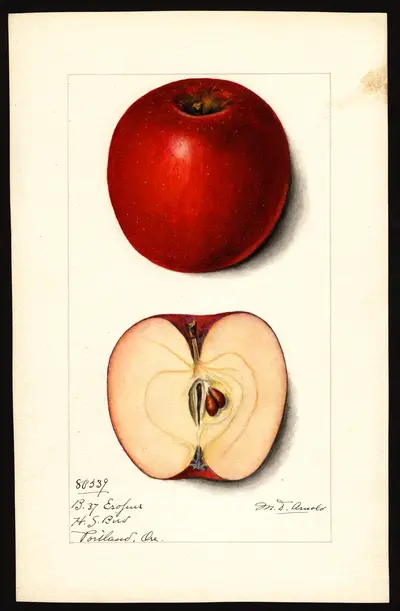 USDA watercolor illustration of Esopus Spitzenberg