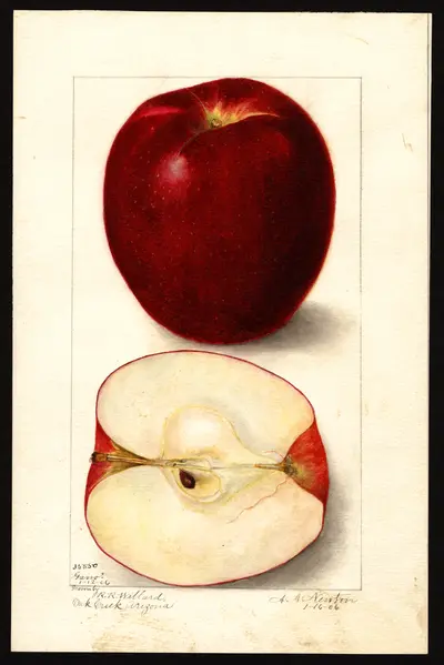 USDA watercolor illustration of Gano