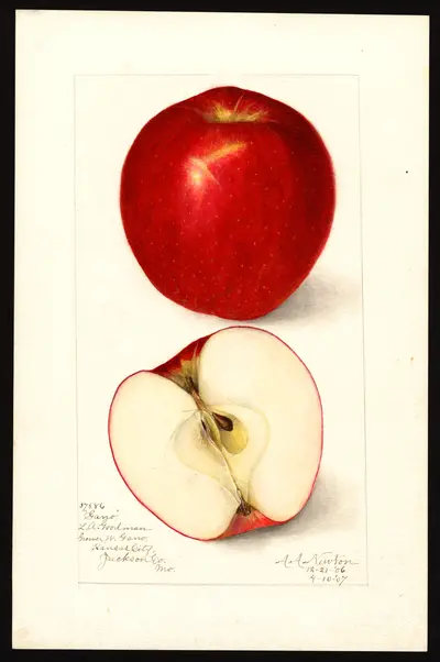 USDA watercolor illustration of Gano