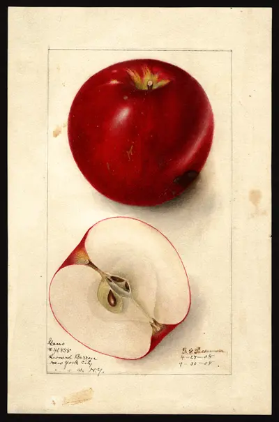 USDA watercolor illustration of Gano