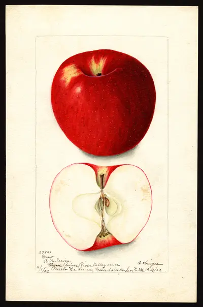 USDA watercolor illustration of Gano