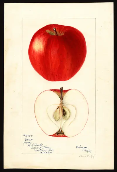 USDA watercolor illustration of Gano