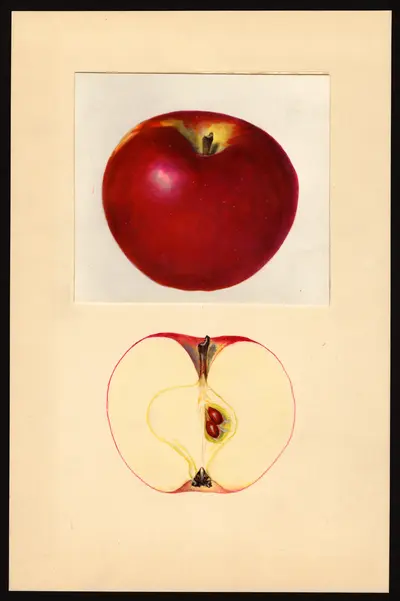 USDA watercolor illustration of Gano