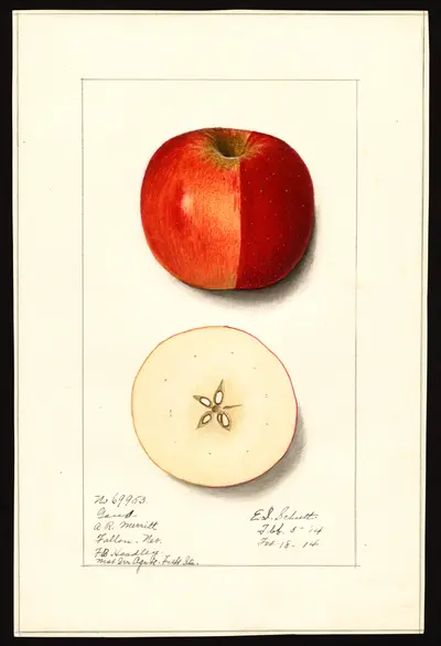 USDA watercolor illustration of Gano