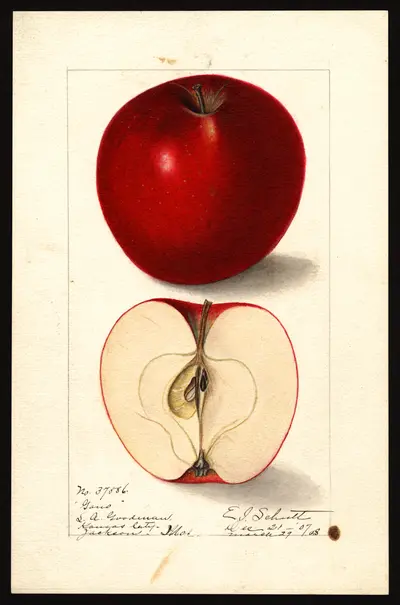 USDA watercolor illustration of Gano