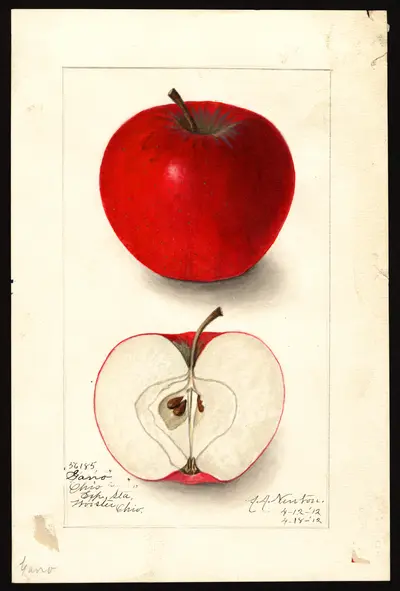 USDA watercolor illustration of Gano
